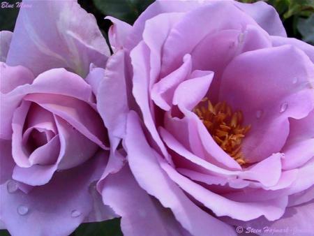 duo de roses lilas
